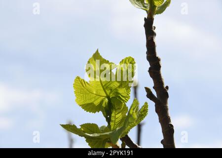 the first delicate fig leaves and small figs on a fig tree, Alicante Province, Costa Blanca, Spain Stock Photo