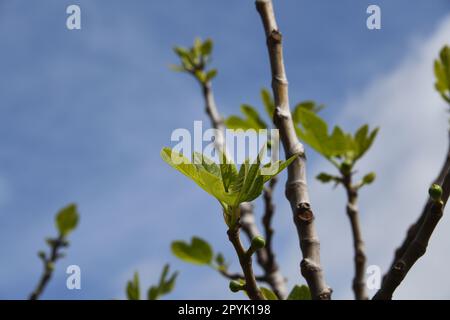 the first delicate fig leaves and small figs on a fig tree, Alicante Province, Costa Blanca, Spain Stock Photo