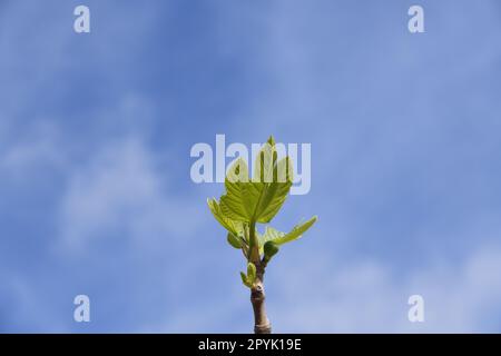 the first delicate fig leaves and small figs on a fig tree, Alicante Province, Costa Blanca, Spain Stock Photo