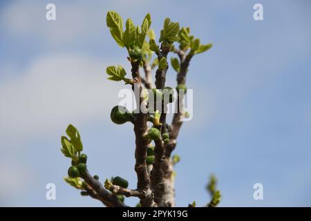 the first delicate fig leaves and small figs on a fig tree, Alicante Province, Costa Blanca, Spain Stock Photo