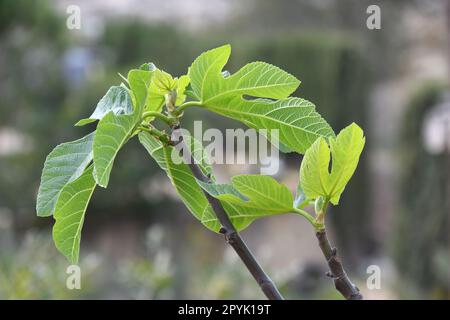the first delicate fig leaves and small figs on a fig tree, Alicante Province, Costa Blanca, Spain Stock Photo