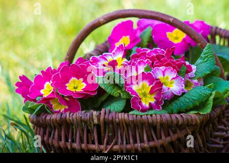 Blossoming pink primrose in a basket Stock Photo