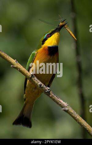 Little bee-eater on diagonal branch eating dragonfly Stock Photo