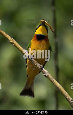 Little bee-eater holds dragonfly on diagonal branch Stock Photo