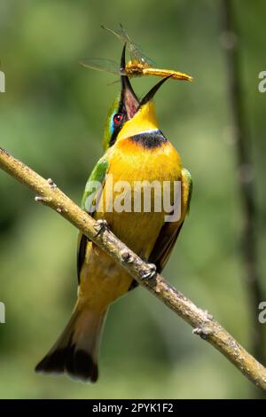 Little bee-eater on diagonal branch eating insect Stock Photo