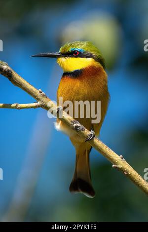 Little bee-eater on diagonal branch turning head Stock Photo