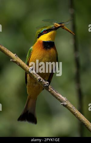 Little bee-eater on diagonal branch with dragonfly Stock Photo
