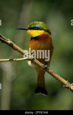 Little bee-eater on thin branch turning head Stock Photo
