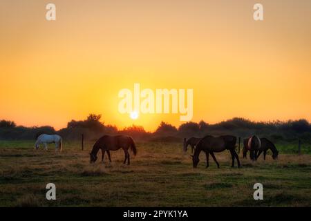 Group of horses grazing on a green field at early morning, sunrise, Poland Stock Photo