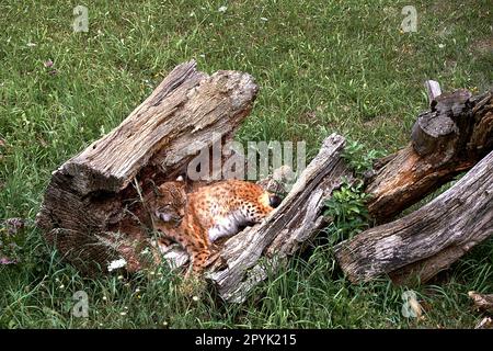 A lone lynx lying on a broken tree trunk Stock Photo