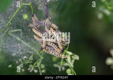 Many peony moths in a web on a shrub. Stock Photo