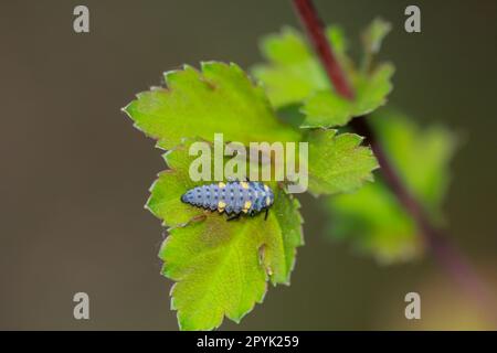The larva of a seven-spotted ladybird on the leaf of a tree. Stock Photo