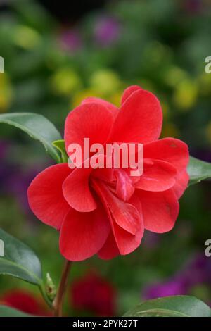 Japanese camellia Stock Photo