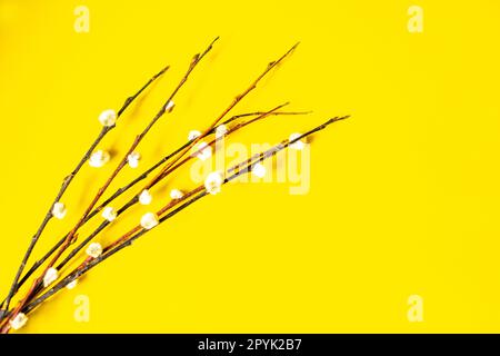 Background with a bouquet of willow branches. Congratulatory background. Happy Easter and spring. Stock Photo