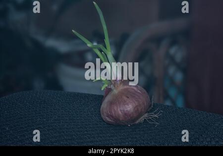 close shot of the onion sprouting out with young leafy shoot. Stock Photo