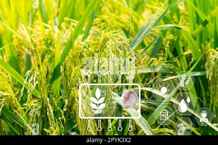 Smart agriculture with modern technology concept. Ears of rice in rice farm field and icon of smart farming. Sustainable agriculture. Precision agriculture. Climate monitoring. Farm management system. Stock Photo