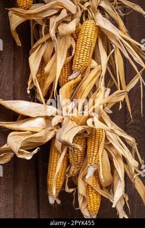 Ripe dried corn cobs hanging on wood background Stock Photo