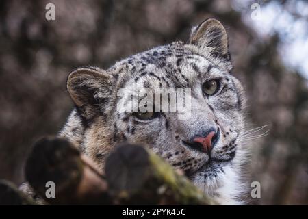 Face portrait of snow leopard (Panthera uncia) Stock Photo