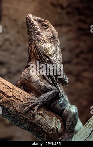 Frilled Lizard (Chlamydosaurus kingii) Clamidosaurio on tree branch Stock Photo