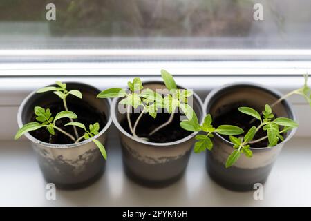 Growing vegetables on the windowsill in the house, young tomatoes in plastic cups on the window. Healthy seedlings, hobby gardening. Stock Photo