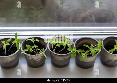 A plastic cup with soil in which young green tomatoes are placed for seedlings. Young seedlings stand near the window on the windowsill. Stock Photo