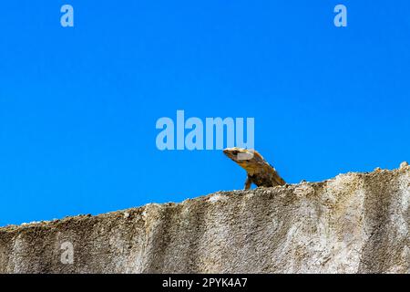 Mexican iguana lies on wall in nature blue sky Mexico. Stock Photo