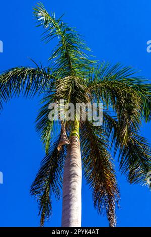 Tropical natural palm tree palms blue sky in Mexico. Stock Photo