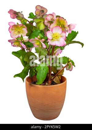 Isolated potted hellebore frostkiss flower Stock Photo