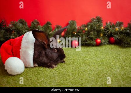 black rabbit symbol 2023 Chinese calendar, New Year greeting, Christmas card, copy space for text, red background. beautiful hare on banner, decorated Christmas tree. hat. Stock Photo