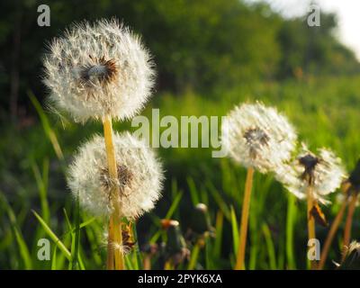 white fluffy dandelions. Several flowers. Dandelions are in the breeding phase. Counter-light Stock Photo