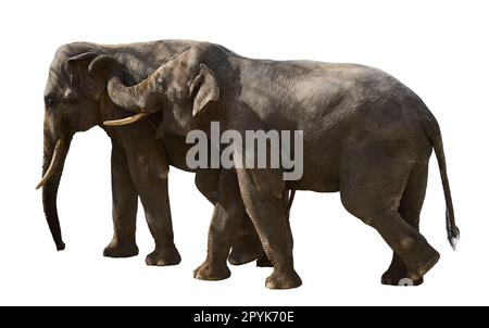 Two adult elephants walk next to each other, animals are isolated on a white background Stock Photo