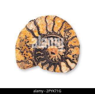 Ammonite, longitudinal section of a spiral shaped fossil shell Stock Photo