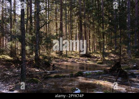 Coniferous forest in winter sun Stock Photo