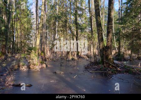 Coniferous forest in winter sun Stock Photo