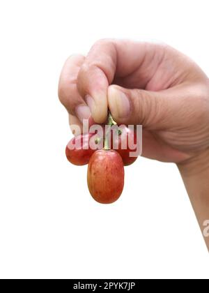 grape fruit in hand on white background Stock Photo