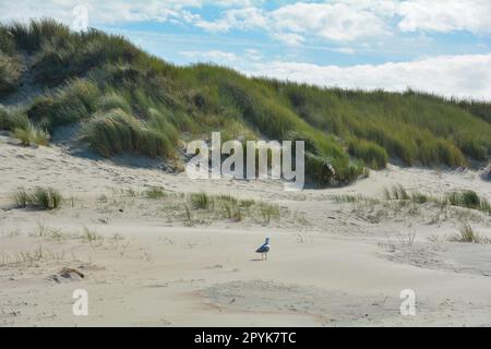 Gulls in the sandy dunes with beach oat and blue sky Stock Photo