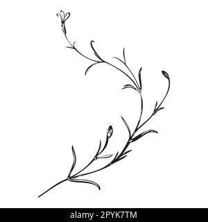 Botanical hand drawn plant, bouquet isolated on background. Spring plant flower vintage frame. Creative doodle linear style. Graphic design wedding in Stock Photo