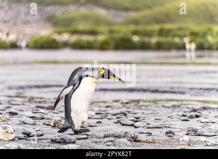 King Penguin - (APTENODYTES PATAGONICUS) colony in Salisbury Plain a vast plain washed out by the Grace Glacier on South Georgia and South Georgia's largest elephant seal nursery. Stock Photo