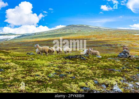 Sheep grazing in mountain landscape panorama Rondane National Park Norway. Stock Photo