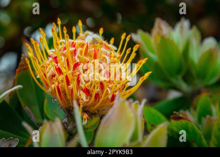 Pincushion Protea, Leucospermum cordifolium, Flame Giant in bloom Stock Photo