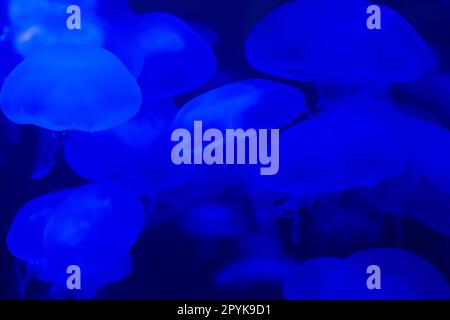 Jellyfish move in the water on a blue background Stock Photo