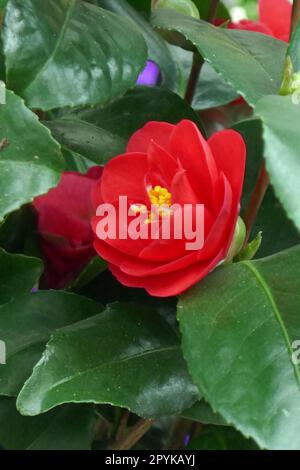 Japanese camellia Stock Photo