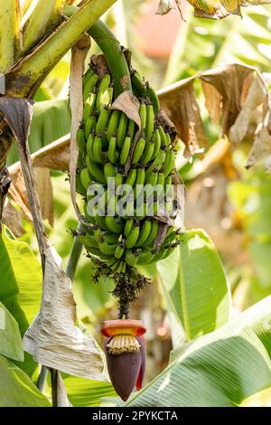 Unripe bunch of wild bananas with flower, Ranomafana national park. Madagascar Stock Photo