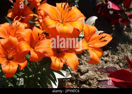 Orange Lilium 'Enchantment' (Lilium auratum) flowers in bloom : (pix Sanjiv Shukla) Stock Photo
