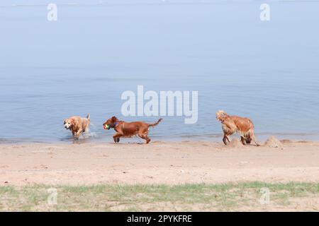 golden retriever , dog on the beach or three dogs Stock Photo