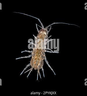 Water louse, Asellus aquaticus. Dorsal view, black background cutout Stock Photo