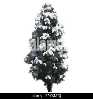 Tree isolated on white background front view - Eastern Red Cedar Tree Stock Photo