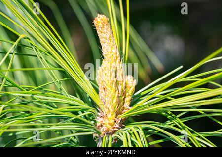 Detailed image of new developing shoots on a Bhutan pine or Himalayan pine (Pinus wallichiana) Stock Photo