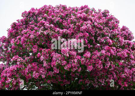 Detailed image of a pink flowering ornamental apple tree in spring Stock Photo