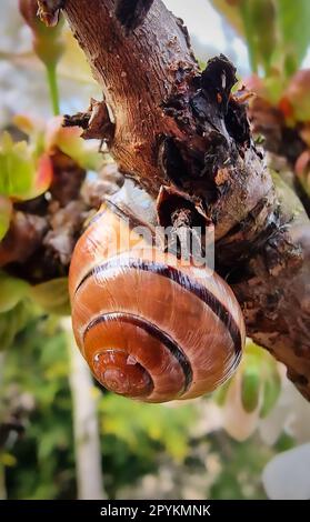 A snail slowly crawls up the trunk of a tree Stock Photo